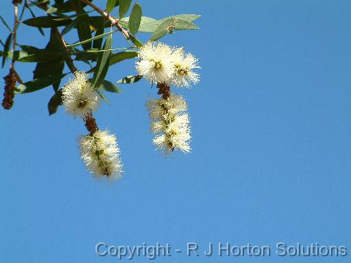 Melaleuca quinquervia flower_2 